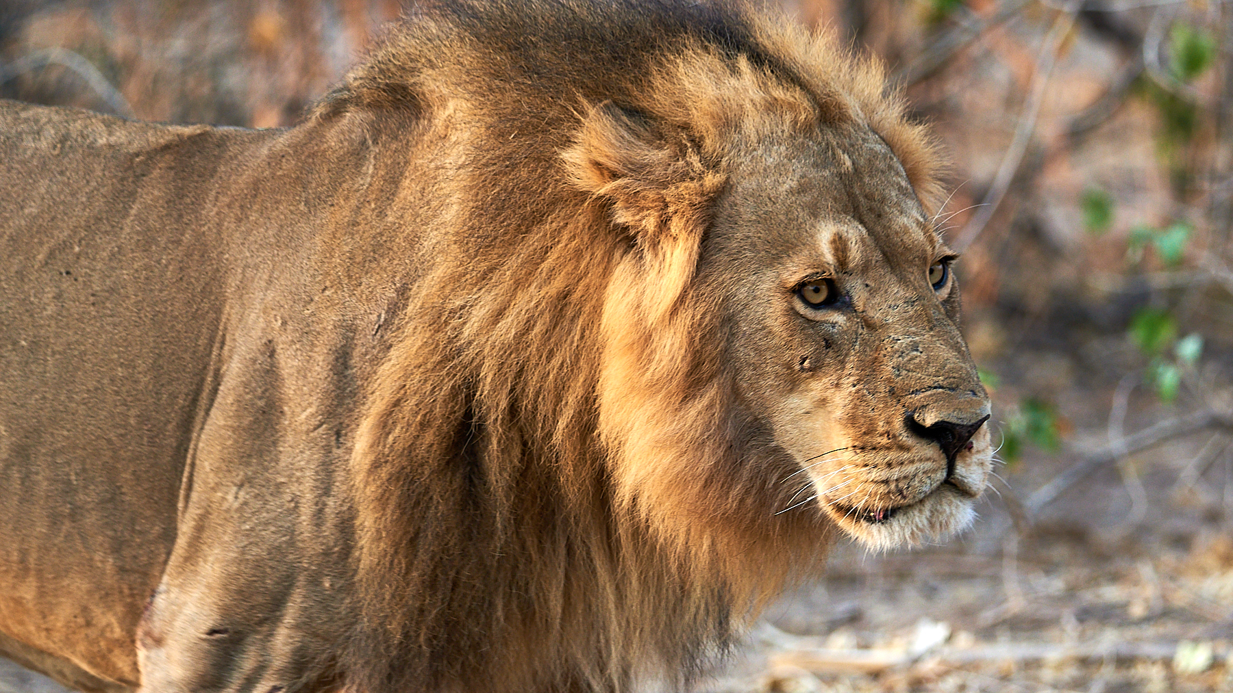 Lion