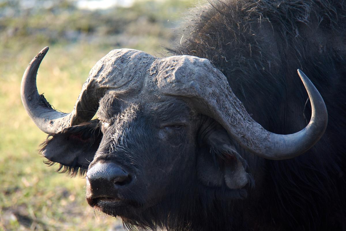 Buffalo