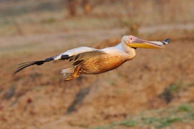 Pelicans